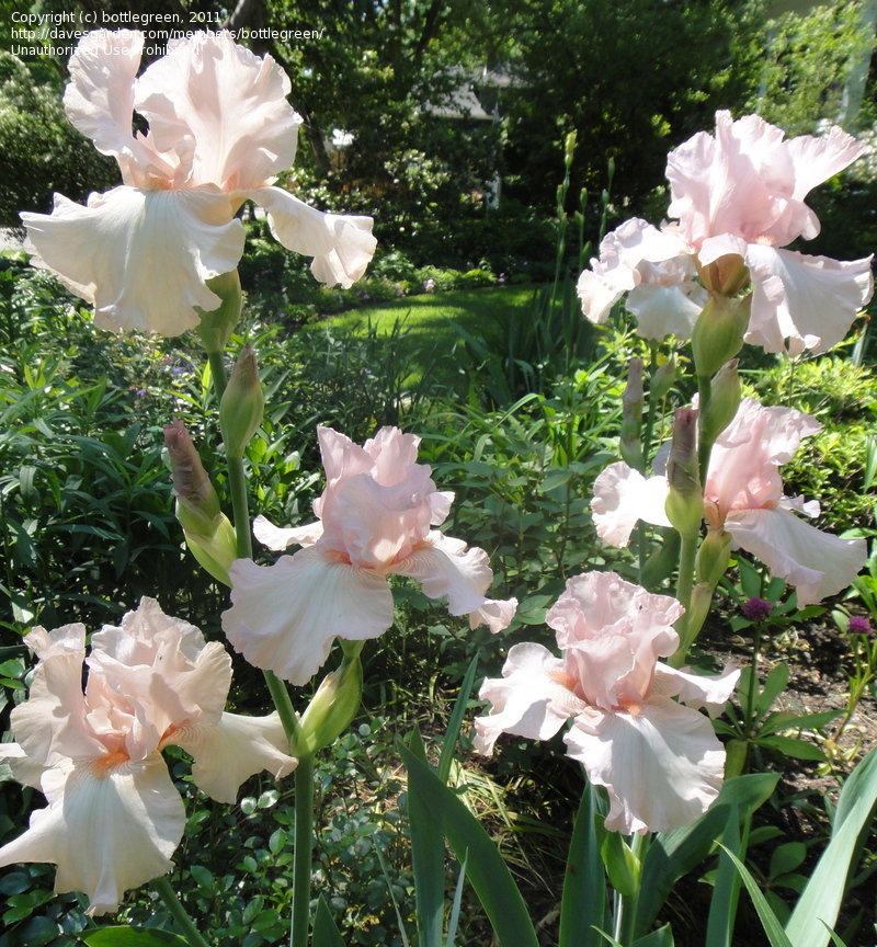 Iris germanica 'Cherished'